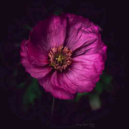  هر روزشون نوروزه آخه اینجوری حساب کنی پر حاجی فیروزه